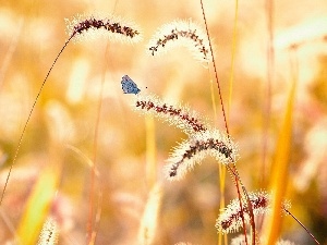 butterfly, grass