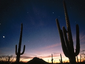 Cactus, Arizona