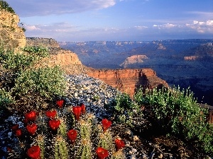 Cactus, VEGETATION, canyon, Mountains