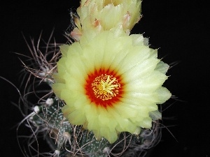 Cactus, cream, Colourfull Flowers