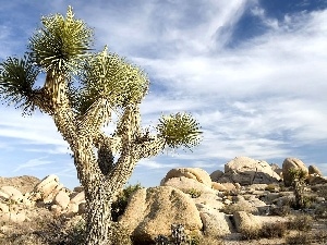 Cactus, Desert