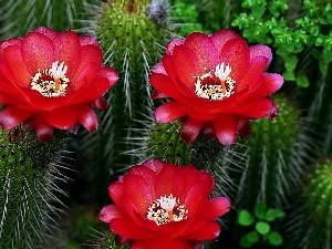 Cactus, flourishing