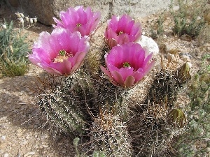 Cactus, flower