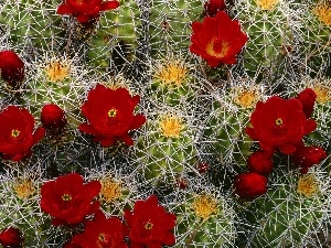 Cactus, flower