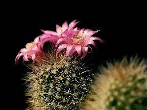 Cactus, flower