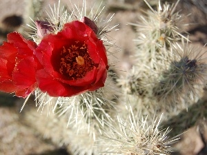 Cactus, flower