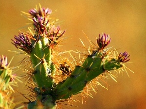 Cactus, flower