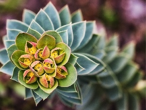Cactus, flower