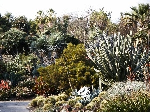 Cactus, garden