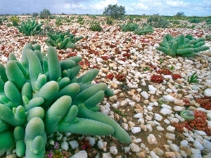 low, Cactus, Stones