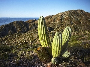 sea, Cactus, Mountains