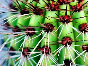 Spikes, cactus, Red