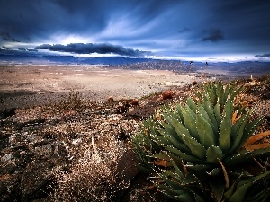 Stones, Cactus, Desert