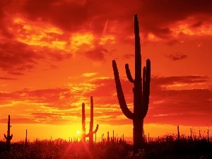 sun, Cactus, west