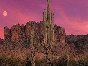 Cactus, canyon, west, sun
