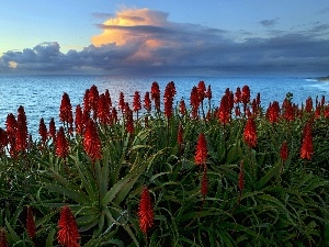 Cactus, sea, west, sun