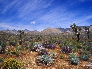 Bloom, California, Desert