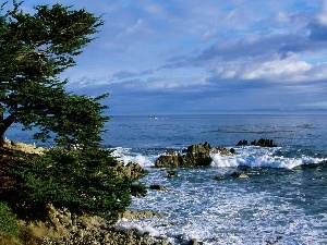 California, viewes, Pacific, trees