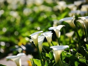 Calla, White