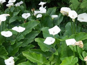 Calla, White