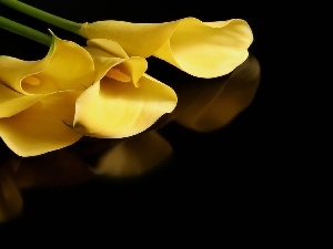 Calla, Yellow