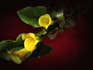 Calla, Yellow