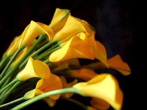 Calla, Yellow