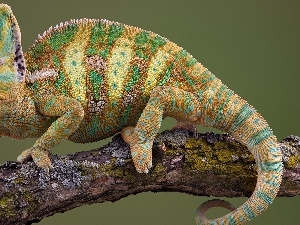 Cameleon