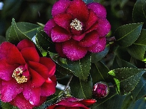 Claret, camellia, Flowers