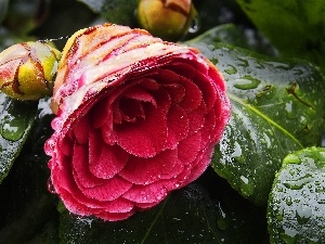 camellia, Doughnut, Colourfull Flowers