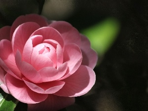 camellia, Pink