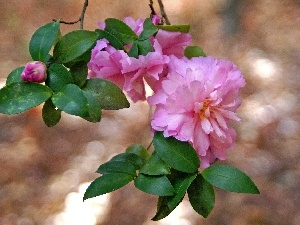 camellias, leaves, Colourfull Flowers