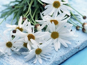 Camomile, bouquet