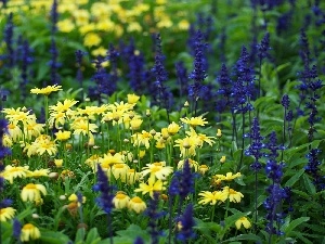 Flowers, camomiles, Meadow