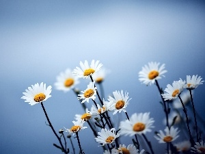 camomiles, Flowers