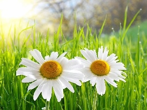 camomiles, Two cars, Meadow, grass