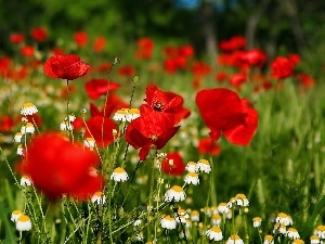 papavers, camomiles, Red