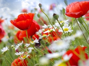 papavers, camomiles, Red