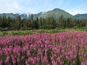 Canada, Mountains