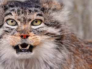 Eyes, canines, Manul