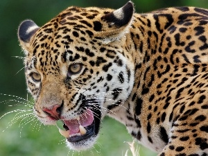 Jaguar, canines, bad