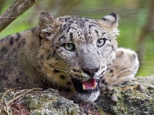 canines, mouth, snow leopard, open