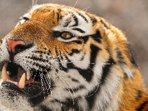 mouth, canines, tiger