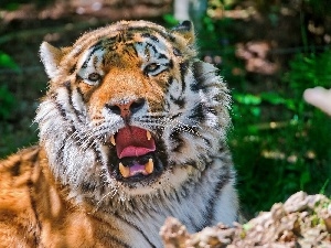 roar, canines, tiger