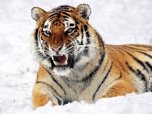 canines, tiger, winter, dangerous