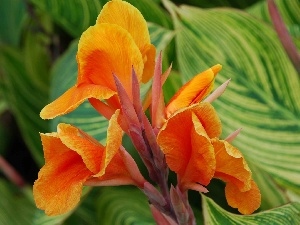 canna, gold, Colourfull Flowers