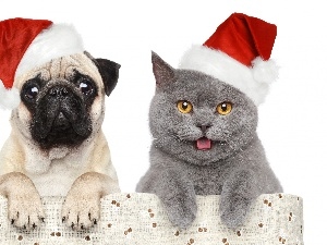 caps, Christmas, dog, cat
