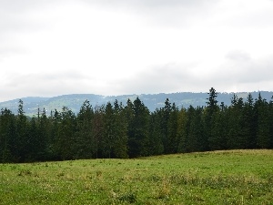 car in the meadow, gubalowka