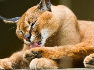 Caracal