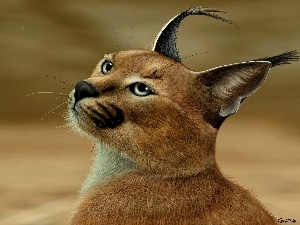 Caracal